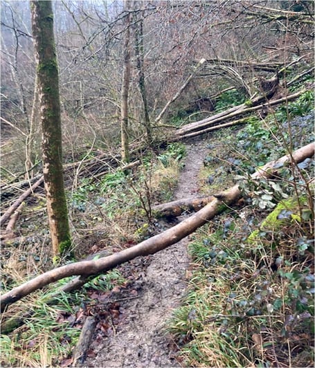Ashford Hangers path