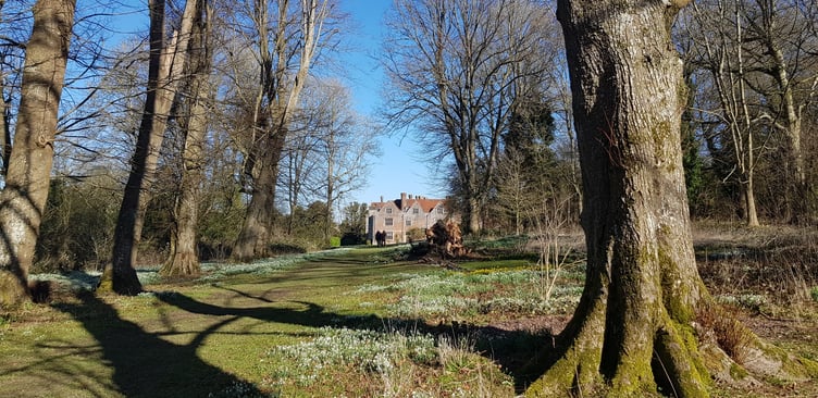 Snowdrops at Chawton House, February 2024.