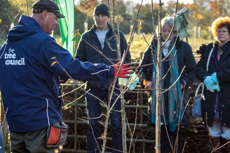 Phil Paulo tree pruning