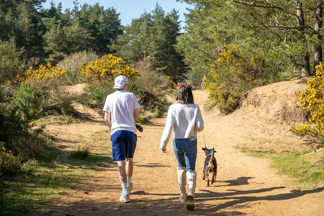 Heath Watch: Spring is a magical time to bask in our local heathland