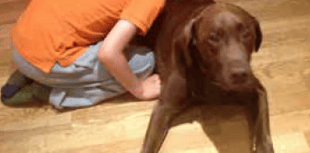 Dogs for Autism charity makes £100,000 survival plea