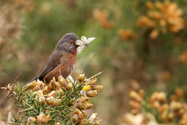 Bird-nesting season: Plea to keep dogs on a short lead until August 31
