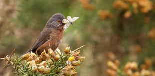 Bird-nesting season: Plea to keep dogs on a short lead until August 31