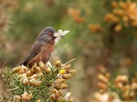 Bird-nesting season: Plea to keep dogs on a short lead until August 31