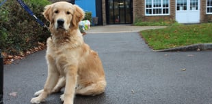 Stanley the Therapy Dog: a Tail of Success