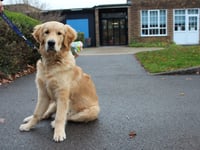 Stanley the Therapy Dog: a Tail of Success