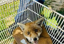 Almost 400 calls made to RSPCA to report animals affected by litter in Hampshire since 2020