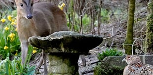 Rare wildlife encounter between two Asian visitors captured in garden