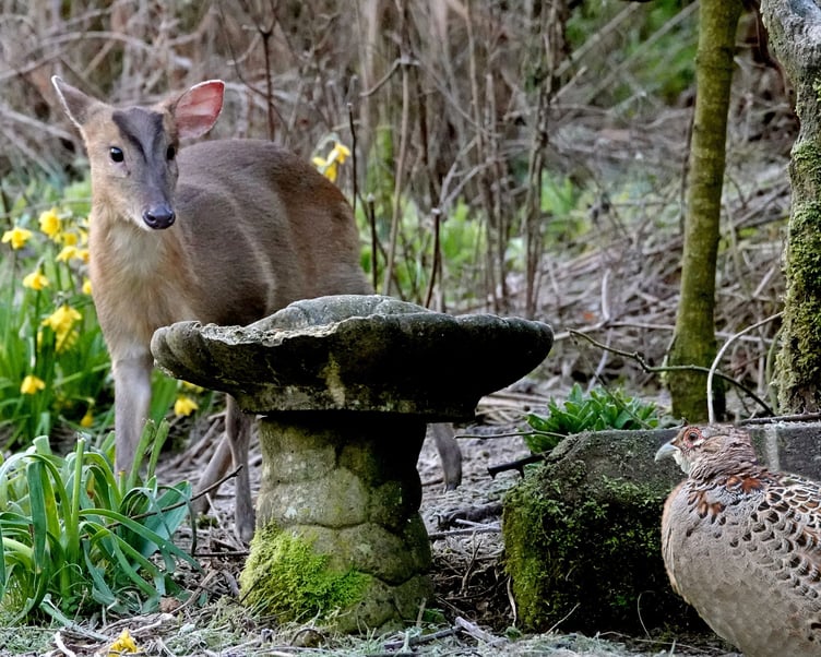 Malcolm Harris, from Beech near Alton, said: 'I am aware that Muntjac deer are fairly common in this area, but this encounter with a female pheasant in my garden is the first one I have seen, let alone photographed.'