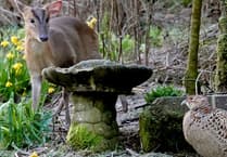 Rare wildlife encounter between two Asian visitors captured in garden 