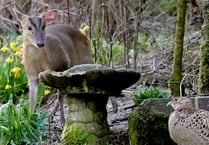 Rare wildlife encounter between two Asian visitors captured in garden