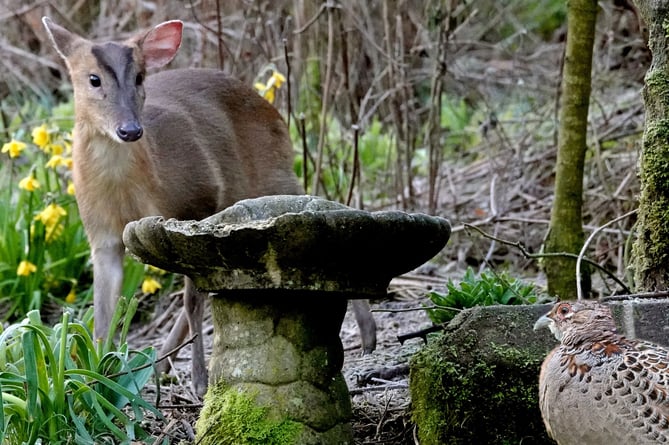 Malcolm Harris, from Beech near Alton, said: 'I am aware that Muntjac deer are fairly common in this area, but this encounter with a female pheasant in my garden is the first one I have seen, let alone photographed.'