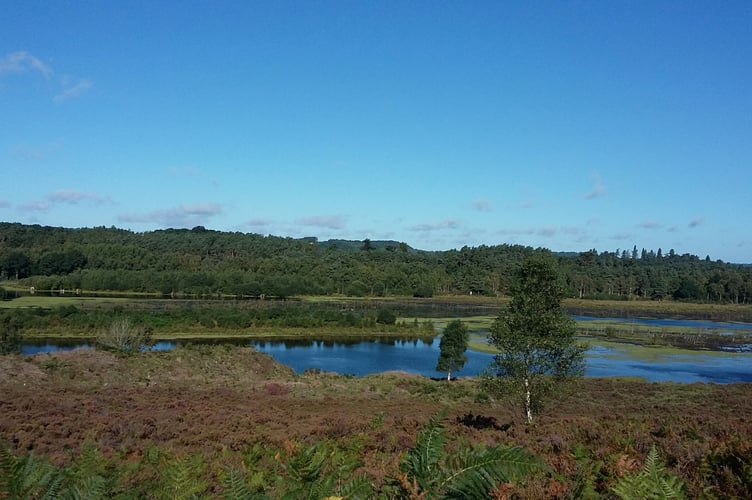 Woolmer Forest by Andy Beattie