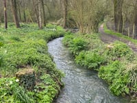 River Wey full of 'pooh sticks' after Easter Sunday sewage discharges