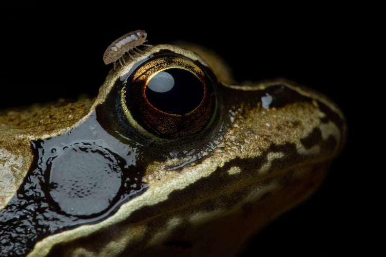 Max Wood's highly commended photo (Predator meets prey) that received a highly commended award in the 15-17 years category.