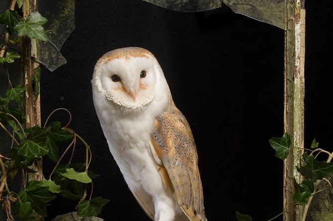Barn owl in South Downs by Bruce Middleton