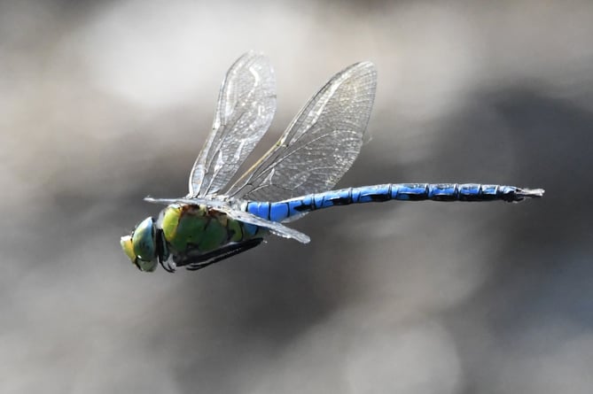 Emperor Dragonfly by Tim Squire for dew ponds