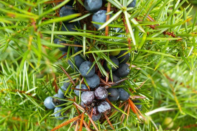 The common juniper is one of Britain’s three native conifer species but has struggled in recent decades across the UK because of diseases and poor seed quality