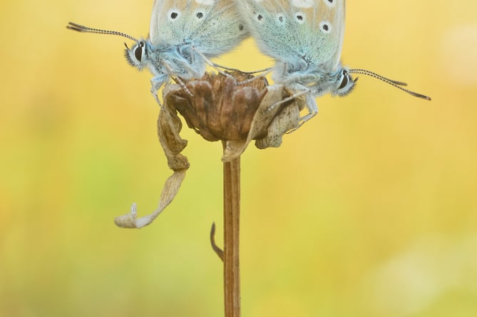 Two chalkhill blue butterflies in South Downs National Park by Mike Blacknell