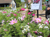 Annuals and perennials grown by students in plant sale
