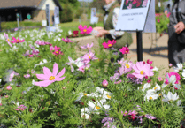 Annuals and perennials grown by students in plant sale