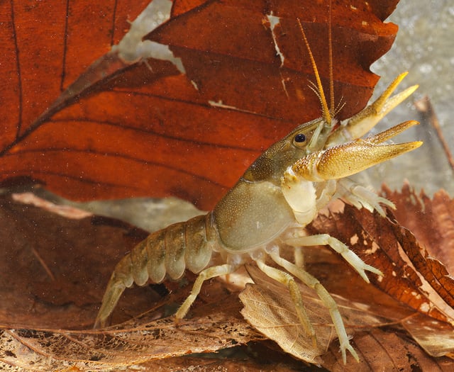 Zoo launches £20,000 appeal to save Hampshire's white-clawed crayfish