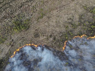 Surrey’s woodlands under threat as wildfires rise by 700% this year