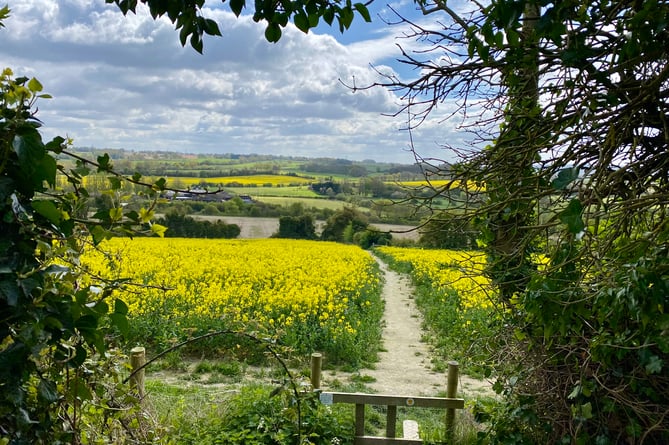 A favourite view taken from Windmill Hill in Alton looking towards Truncheons (Photo: Dawn Ayres)