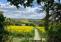 Picture of the week: Oilseed rape paints East Hampshire's landscape bright yellow