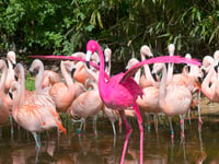 Birdworld reveals world's pinkest bird to celebrate new experience