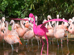 Birdworld reveals world's pinkest bird to celebrate new experience