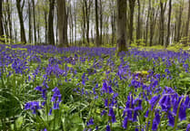 Beautiful bluebells blooming in woodland