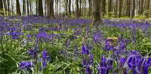 (AH p1 pic story) Beautiful bluebells blooming in woodland