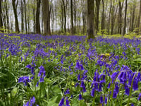 (AH p1 pic story) Beautiful bluebells blooming in woodland