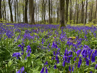 (AH p1 pic story) Beautiful bluebells blooming in woodland