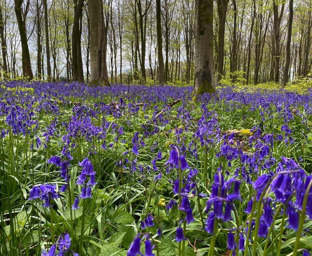 (AH p1 pic story) Beautiful bluebells blooming in woodland