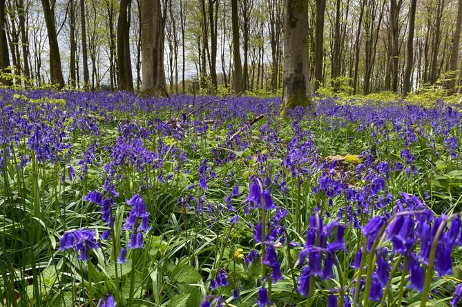 Bluebells in Ackender Woods, Alton, April 2024.