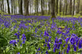 (AH p1 pic story) Beautiful bluebells blooming in woodland