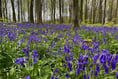 (AH p1 pic story) Beautiful bluebells blooming in woodland