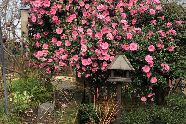 Blooming garden open for viewing