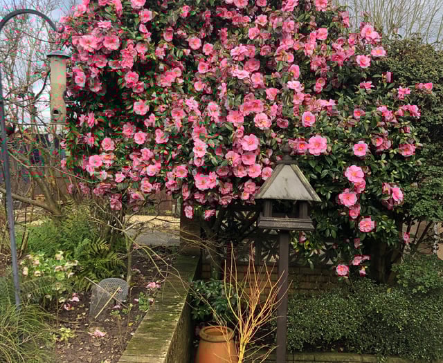 Blooming garden open for viewing