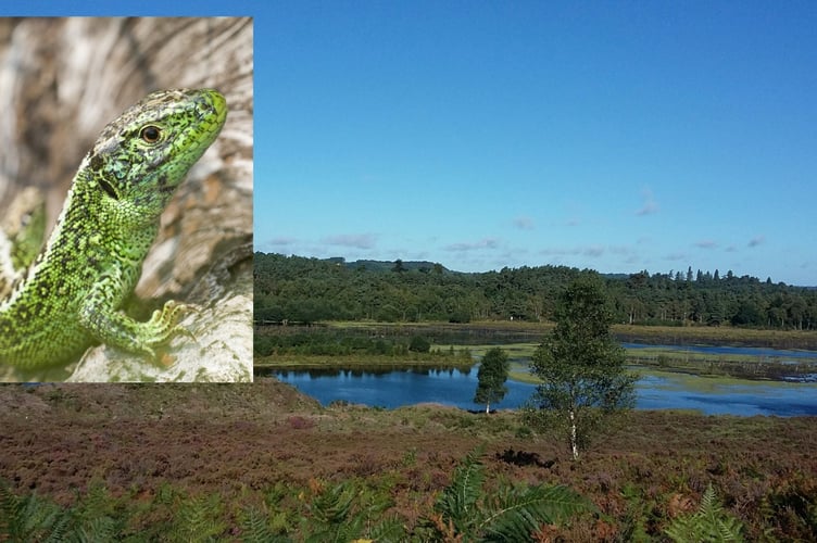 Heathland Lizard/Woolmer Forest