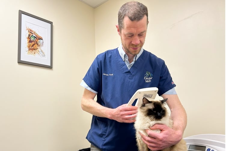 James Potts chipping a cat at Cedar Vets