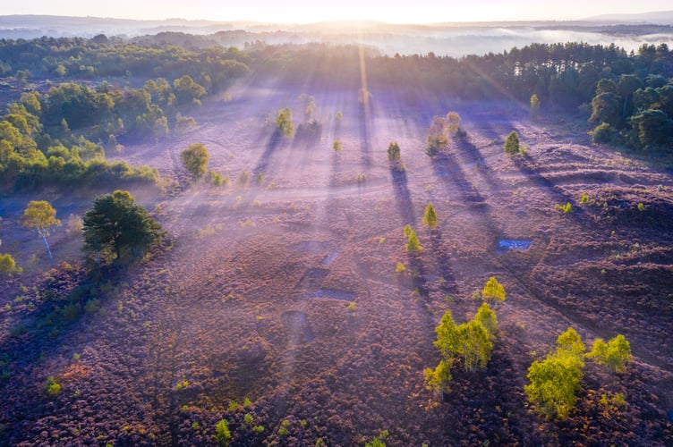 Stedham Common aerial shot Sam Moore