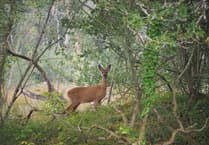 Dog owners warned after deer killed in Farnham Park