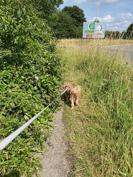 Overgrown Chawton A31 Path PIC1