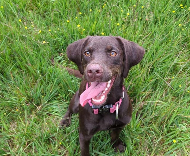 Bordon family saved from bank-breaking vet bill