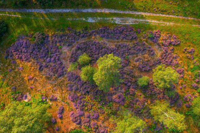 Pretty in purple: never a better time to catch heathlands on camera