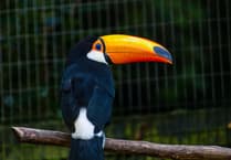 Birdworld toucan steals the show as avian star of Sea of Thieves XBox game