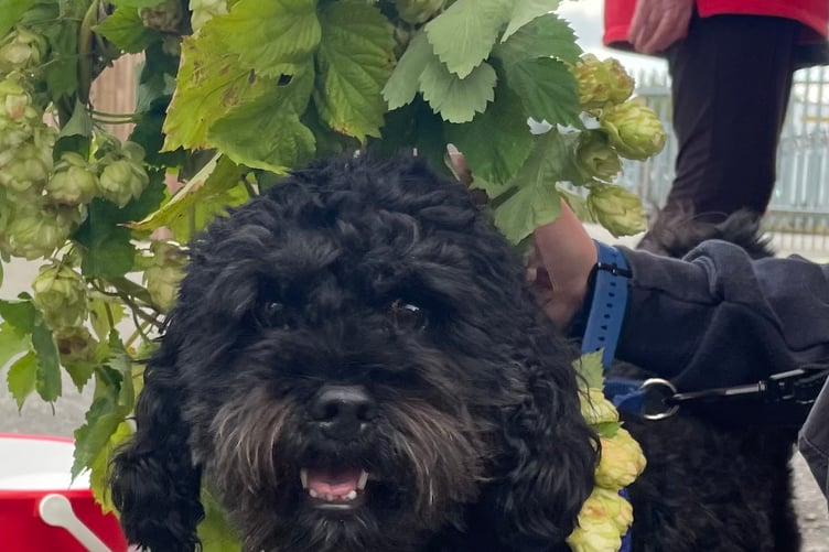 Dog enjoying Hogs Back Hop Harvest Festival 2024